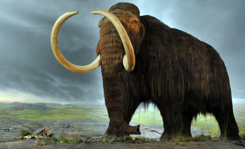 CRISPR to Resurrect the woolly mammoth