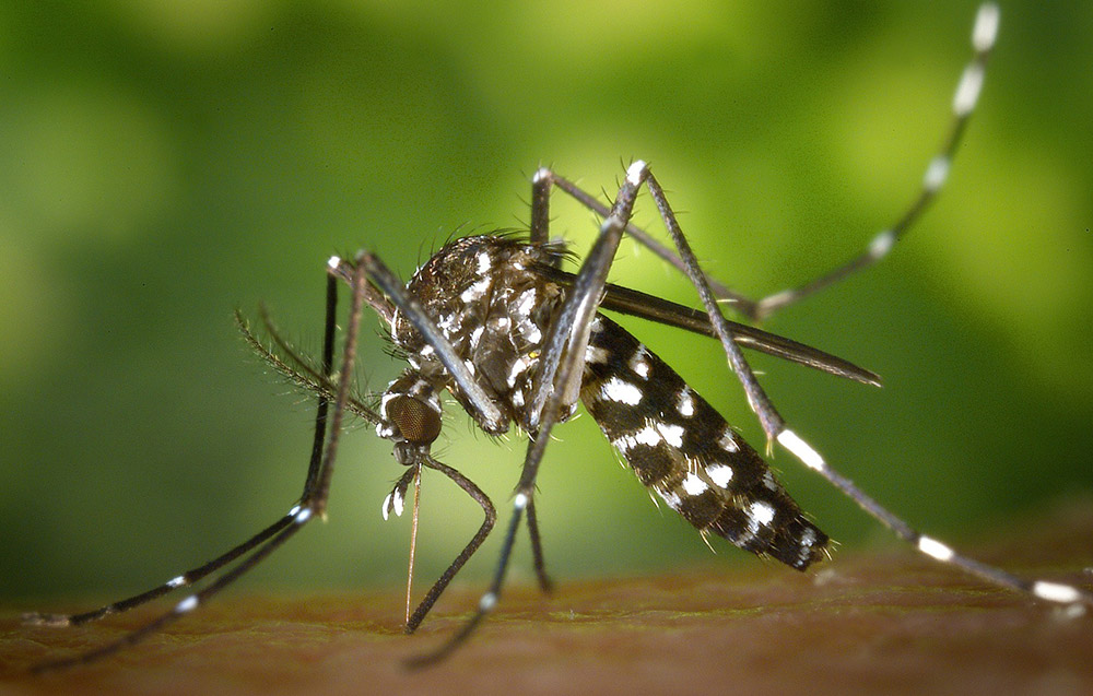 모기의 말라리아를 치료하는 CRISPR