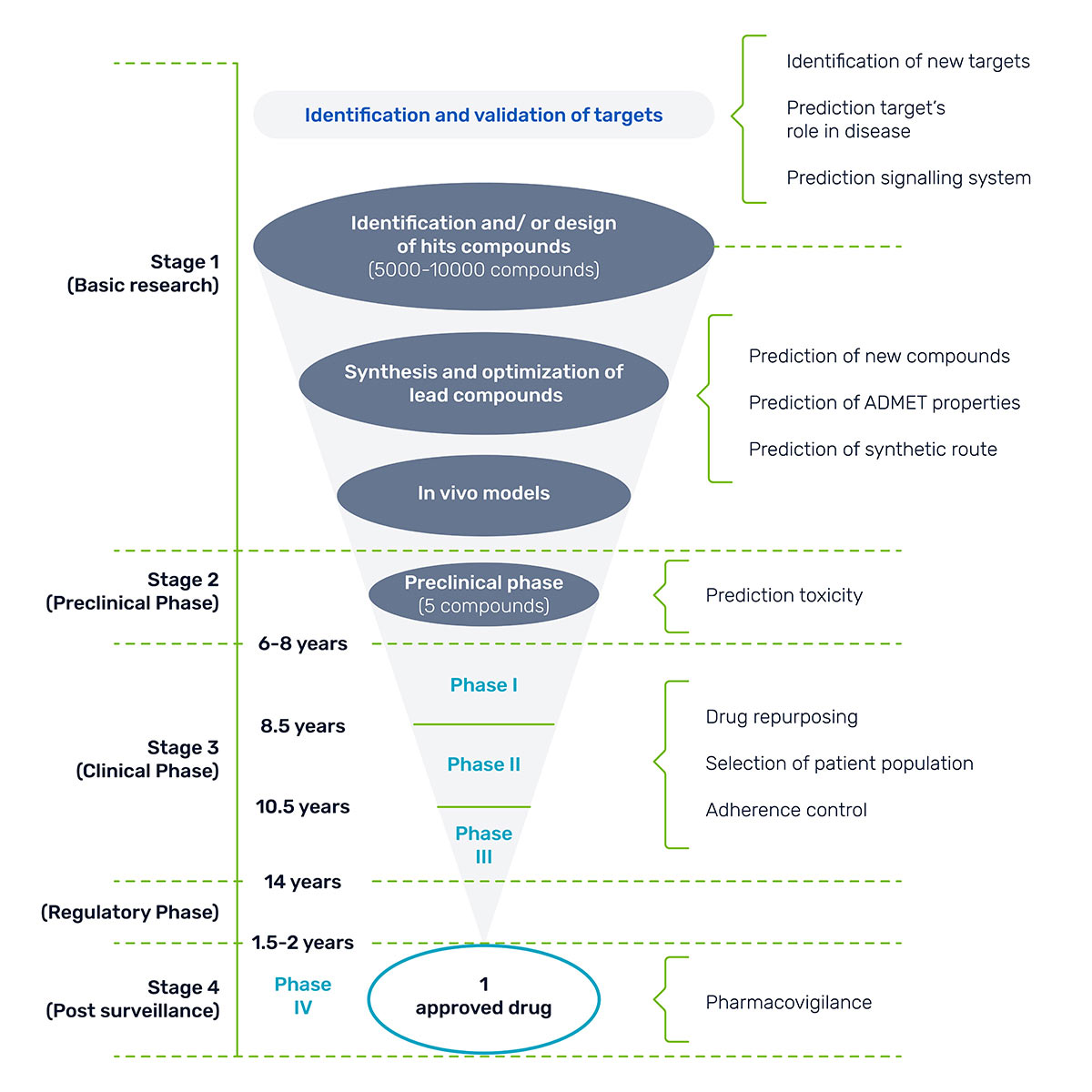 Timeline for drug approval.