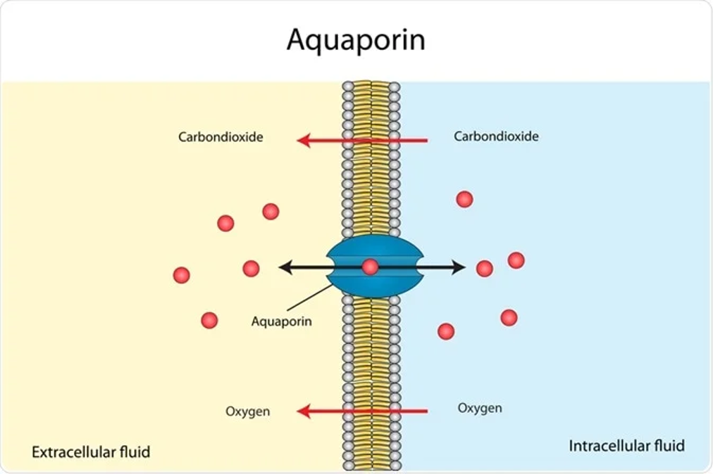 水処理技術：アクアポリン・水路