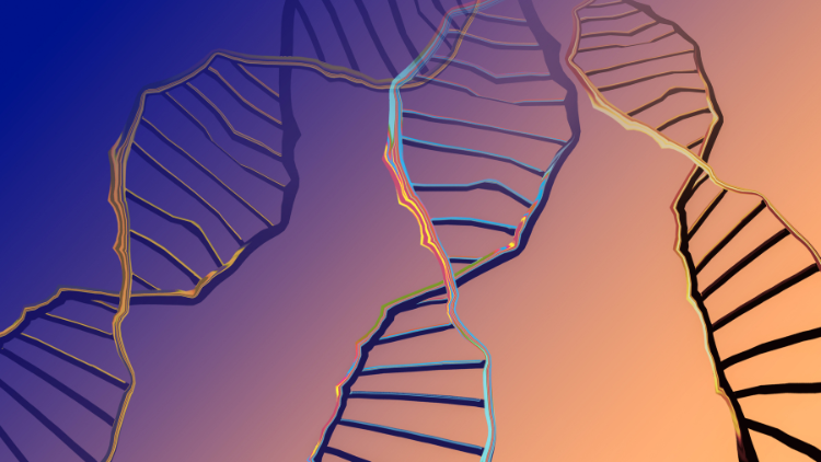 DNA sequence